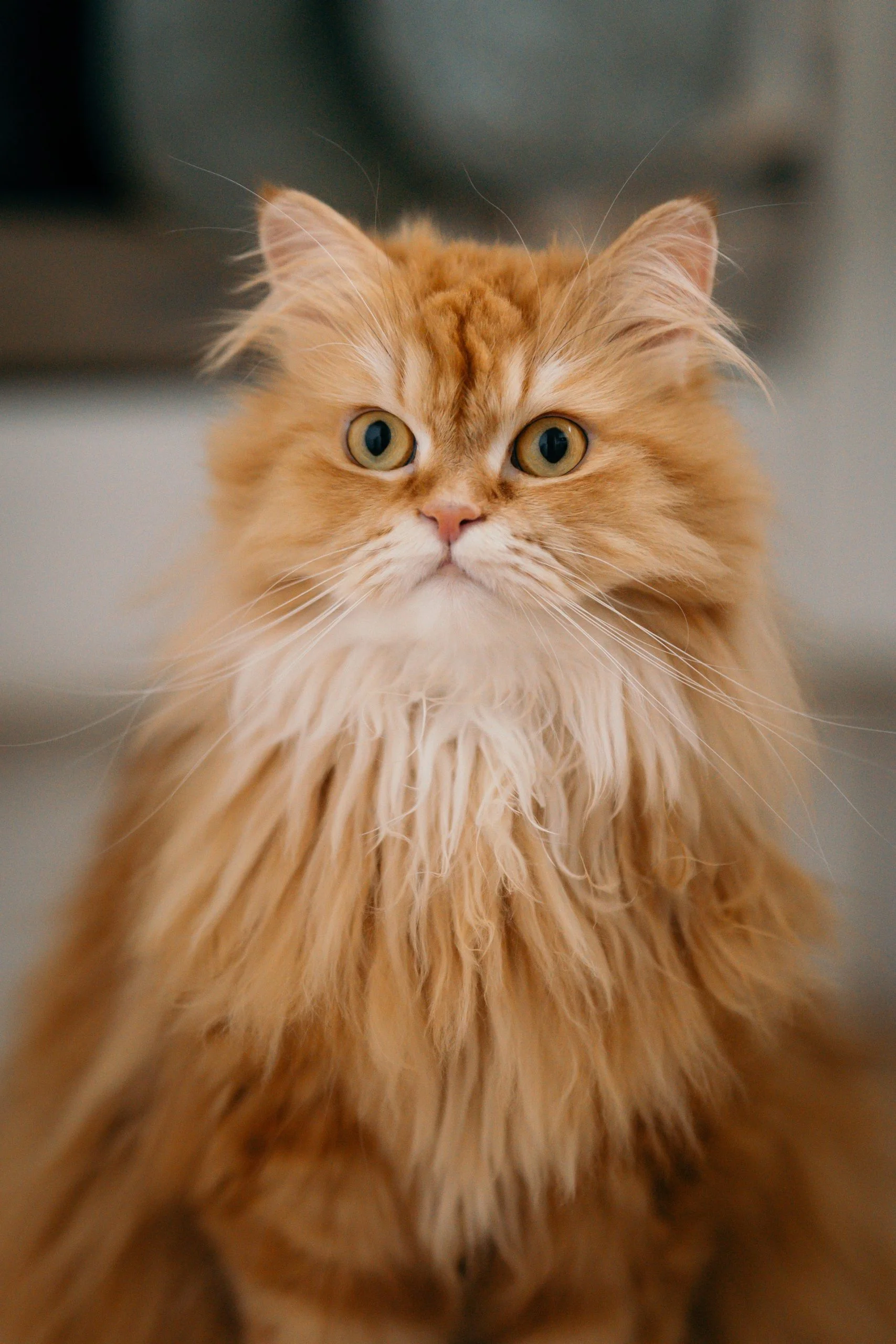 Orange persian cat sales for sale