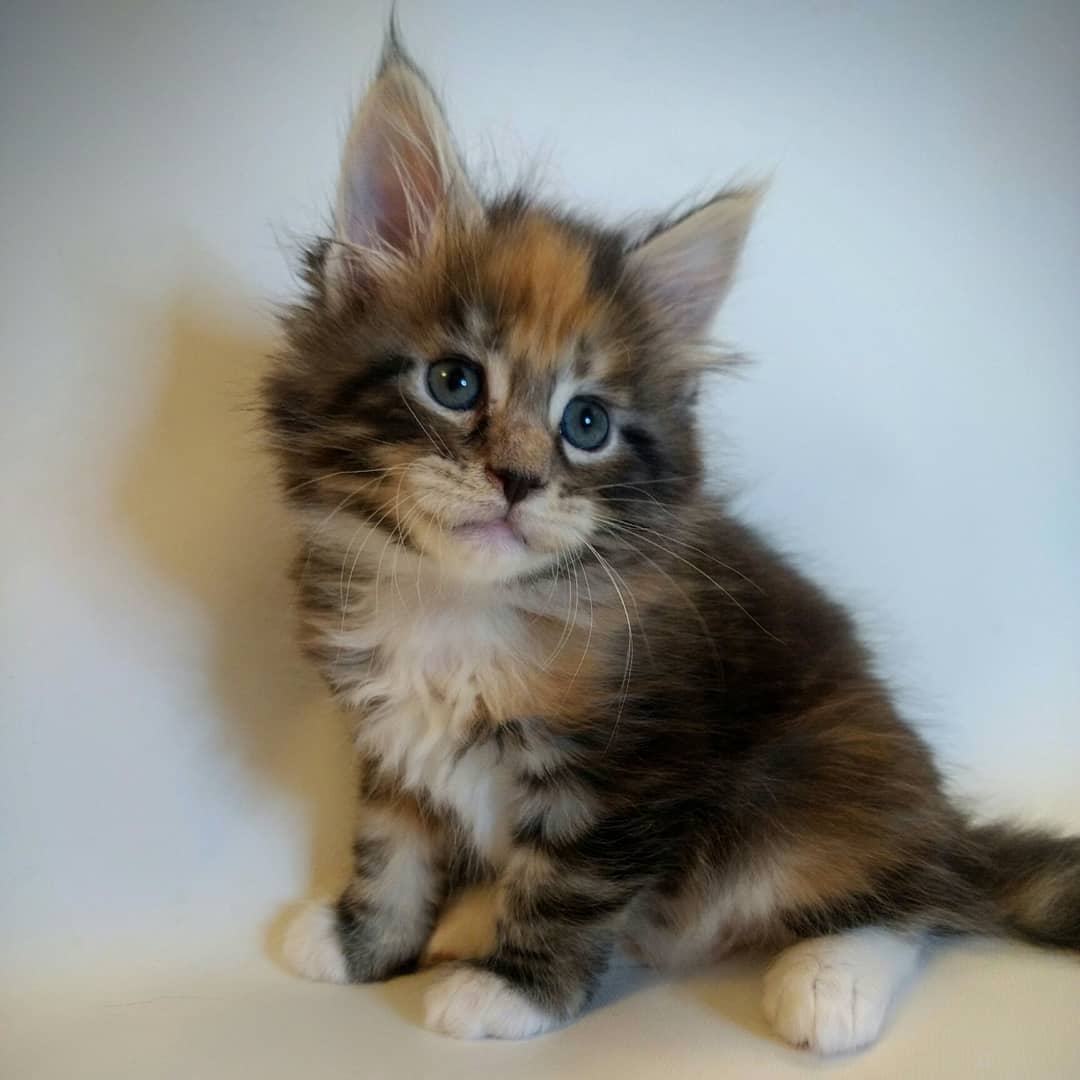 Main Coon For Sale - Super Healthy And Litter Box Trained +1