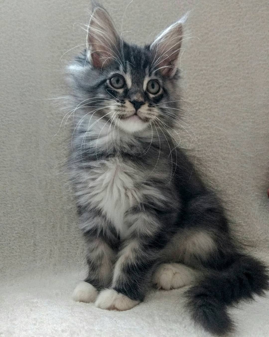 Main Coon For Sale - Super Healthy And Litter Box Trained +1