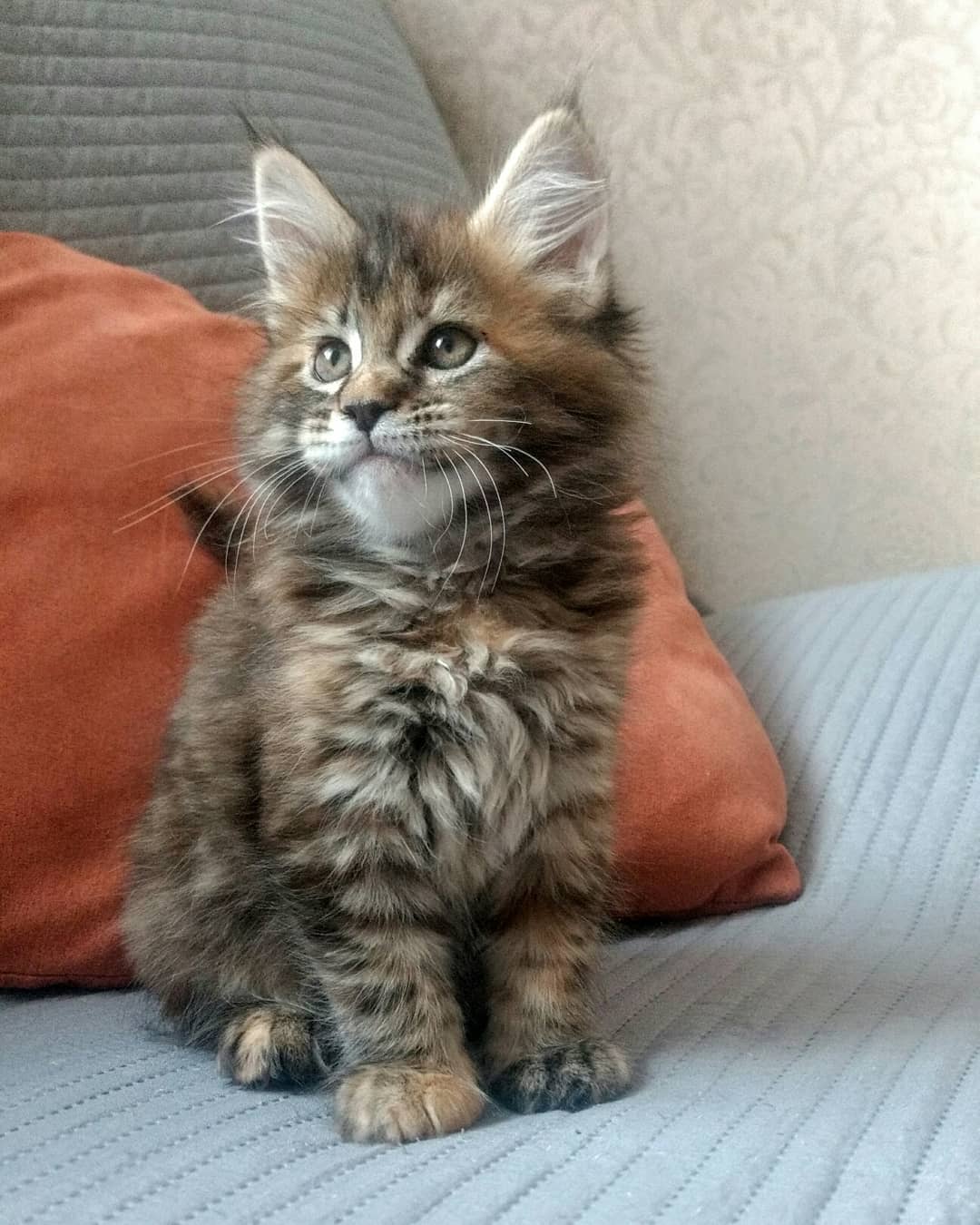 Main Coon For Sale - Super Healthy And Litter Box Trained +1