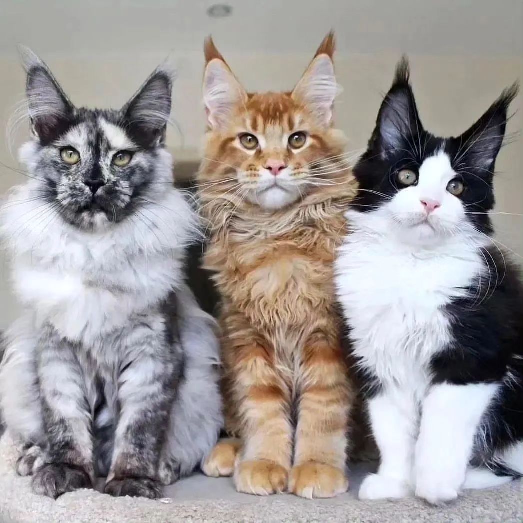 maine coon kittens for sale near me