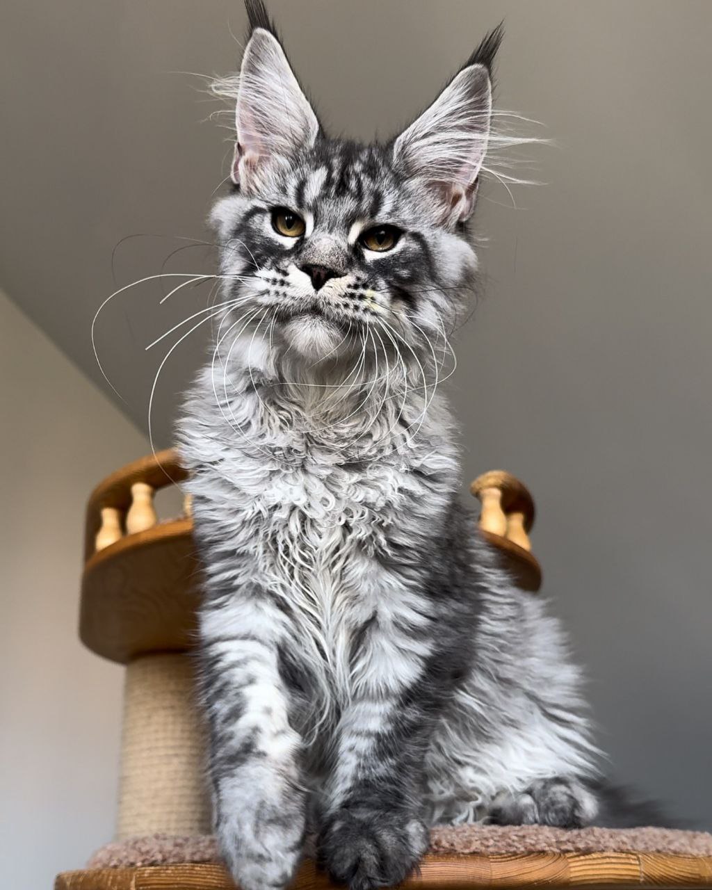 Male maine coon kittens for sale 