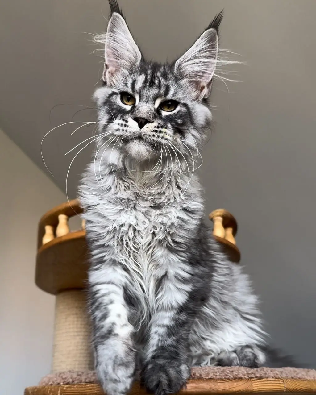 maine coon kittens for sale 